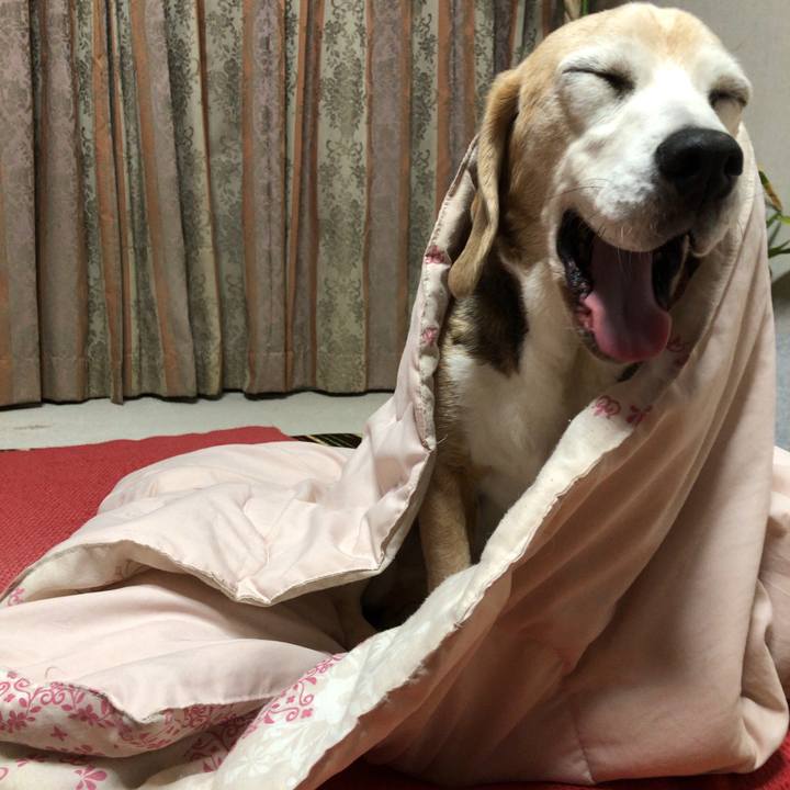 1dba3836 f9ca 4245 9bc5 87b8e318c98a 1550912122048