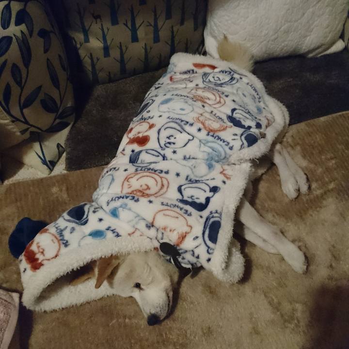 1dbe0bb1 465a 4652 abed d9a61cb9a420 1516839252387