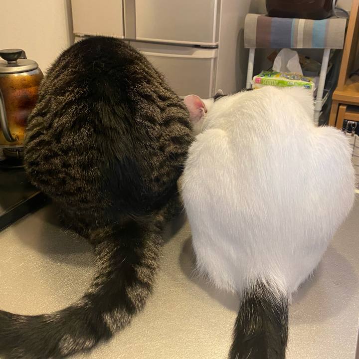 1dc02490 25c8 4c34 9bce 8bd349bc7dbe 1692917460390