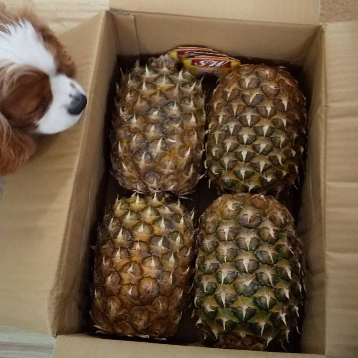 1dc055ff 2882 48ec 9847 e66bc45fd8ee 1587295031007