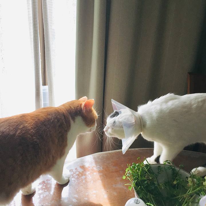 1dc158cf dc15 4373 b8ad b73578213635 1584080939775