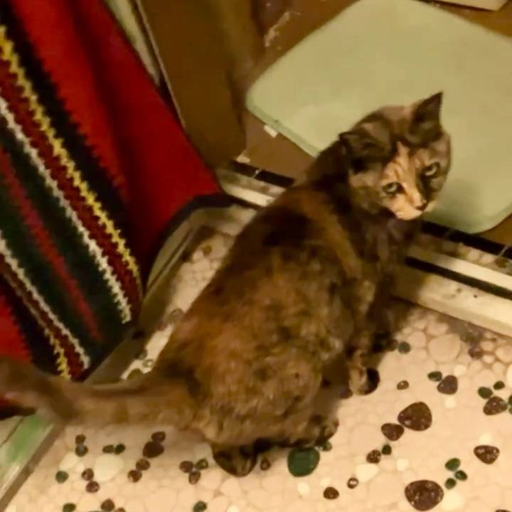 1dc2c21b e404 41a4 afd9 63e405dfa43c 1743449072775