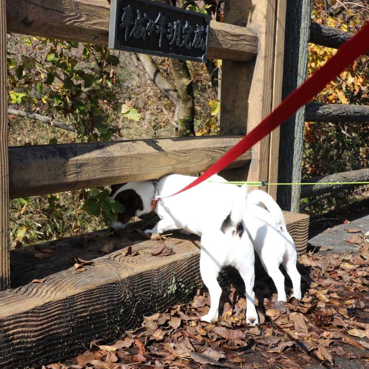 1dc2eb73 8978 4c8c 86ae f5e9fb59795b 1541836795065