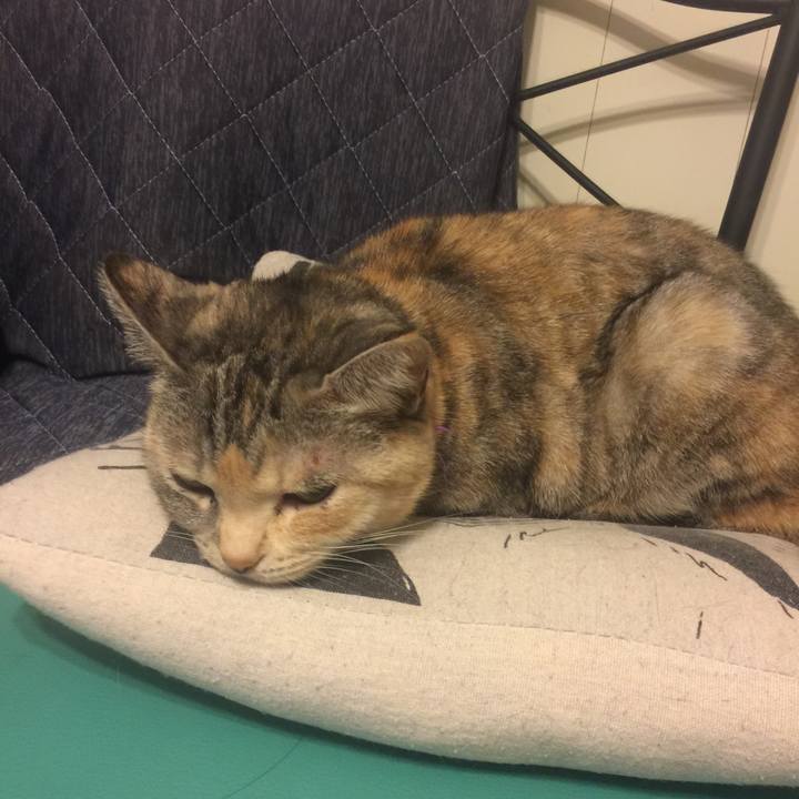 1dc39300 02b8 47b9 9422 ab582966de5d 1547826027858