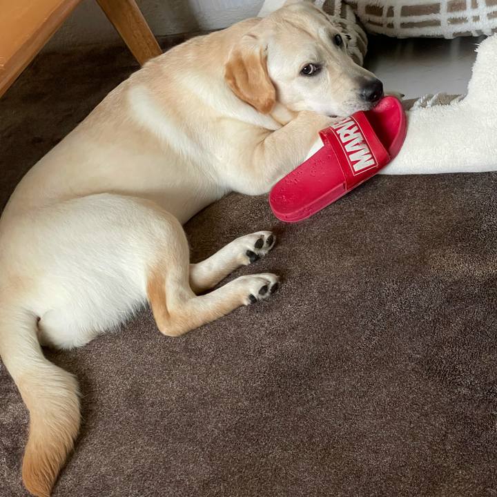 1dc4876e 20ff 419a a330 ceb84fb04a4a 1625094221190