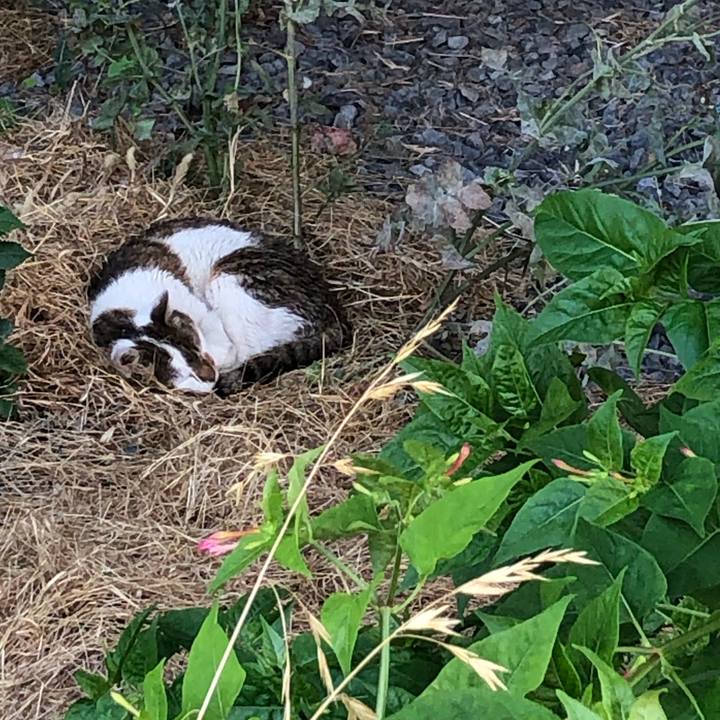 1dc4db47 bafd 4ae7 a8bd a037b5d2af15 1593518997527