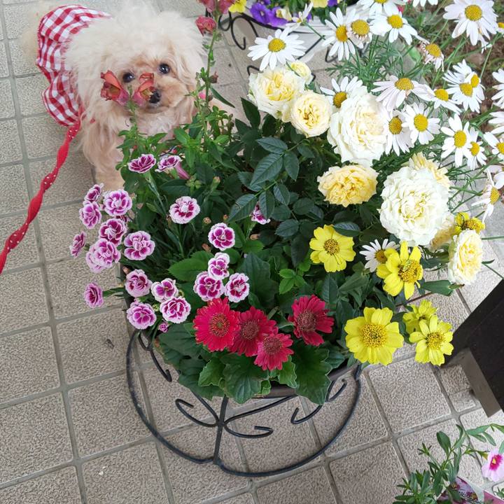 1dc6c232 8657 4a04 be88 893f6afbf589 1590496508093