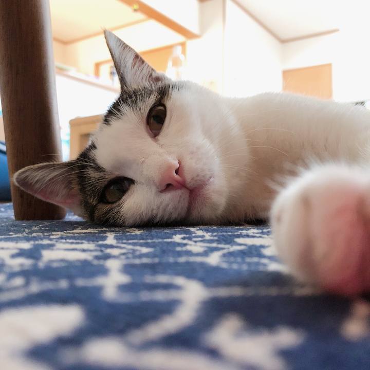 1dc733a2 e6e1 44ac 8617 4ee13e96d8f1 1597282756183