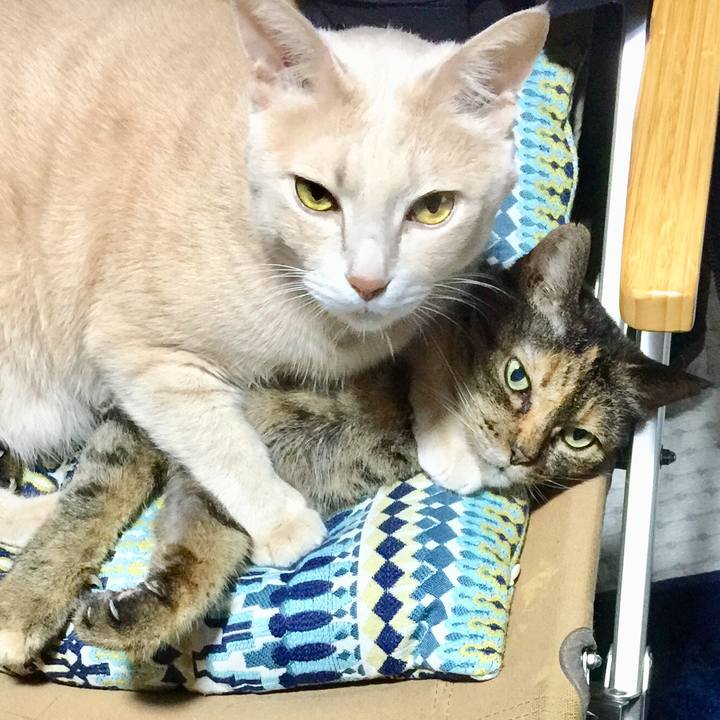 1dca634e fa50 4c90 bbb5 19fc628f0d20 1535885362198