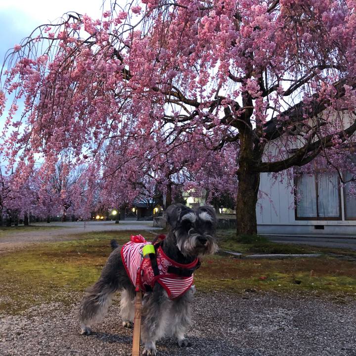 1dcb1e7f 8770 40ae a6c6 b361244a327b 1586518513344