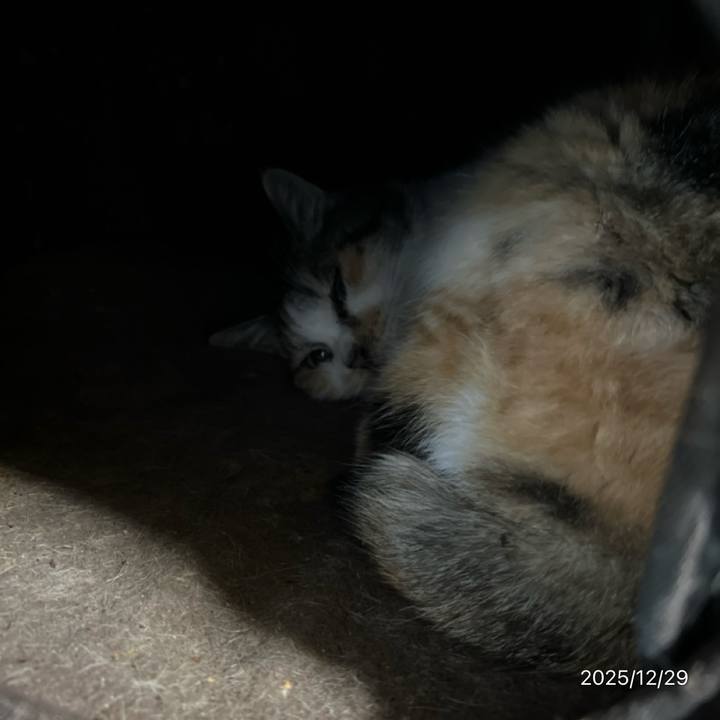 1dcb2e42 e199 448d 8347 8143a732a4ce 1766974372722