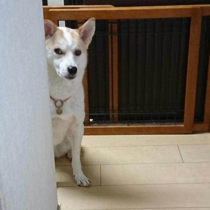 1dcd88ee 96f3 4efa 8a03 502a7f69270c 1594978730667