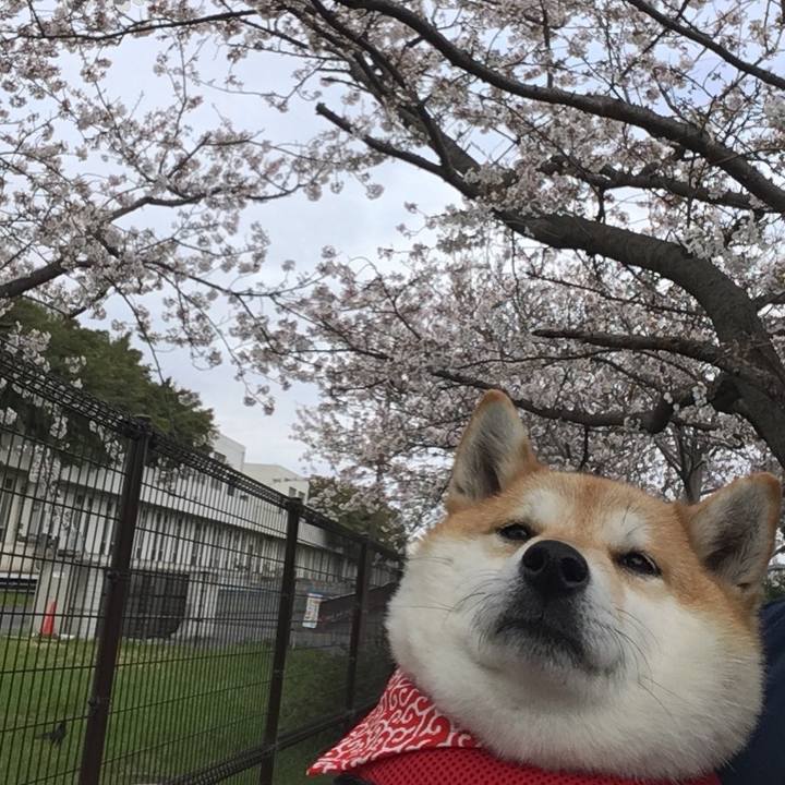 1dcdf2bd 6130 4b74 b8c7 f076575b2cb7 1585286940689