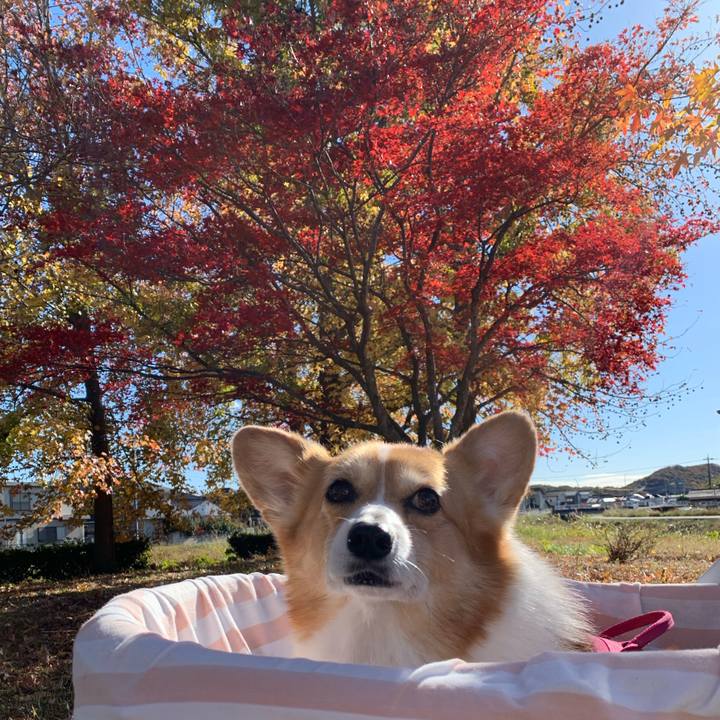 1dcedc33 2f07 4ace 929f ecdeae16a21b 1700888039317