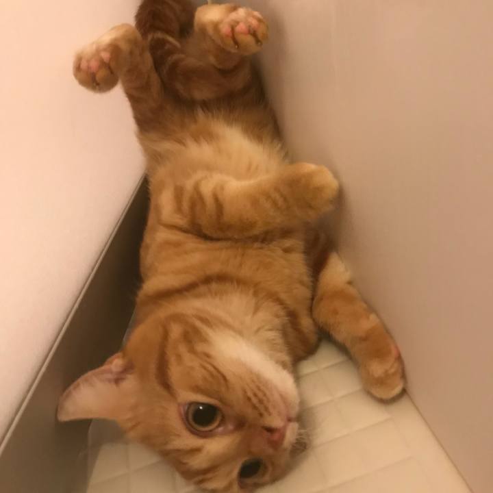 1dcfa12d 6380 4340 8f6c 44a174f6a7aa 1538652183710