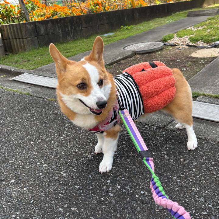 1dd2142a ab2a 48db 866c 56869ef6a34c 1761535178224