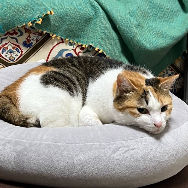 1dd2ae8b 8187 461e a91f 009fe35015b0 1760969126454