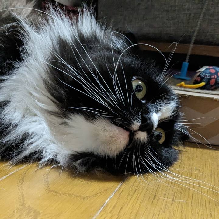 1dd5c85d 50c9 41fc 84bf 40a8cc424c70 1718409332418