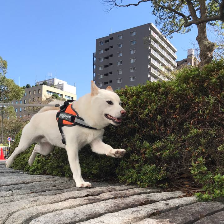 1dda4b64 4e35 48e2 9ddb 2e6c2a65bc75 1540092495566