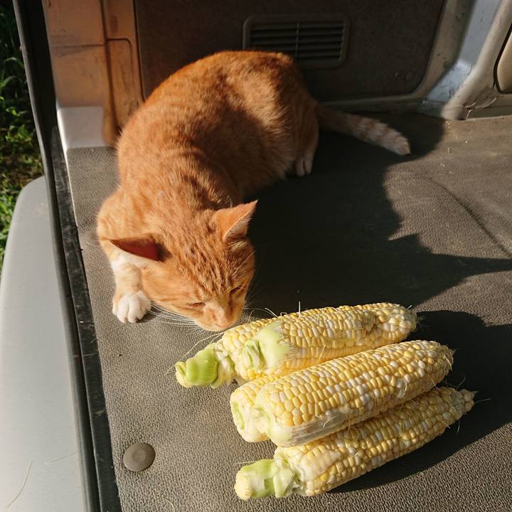 1ddc5aed 5493 4ec5 b3a6 2bebfaaf8333 1597011591964