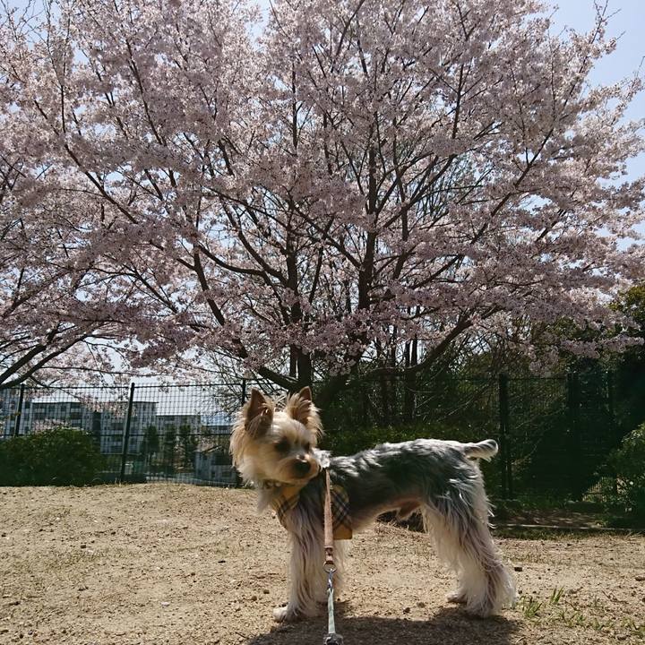 1ddd3ac3 4bf4 4547 83a0 8d0a23d9eaec 1522463735815