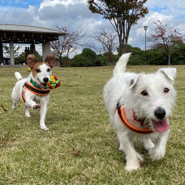 1dde702d 1387 4873 835b 8ef42ef1163d 1762394805201