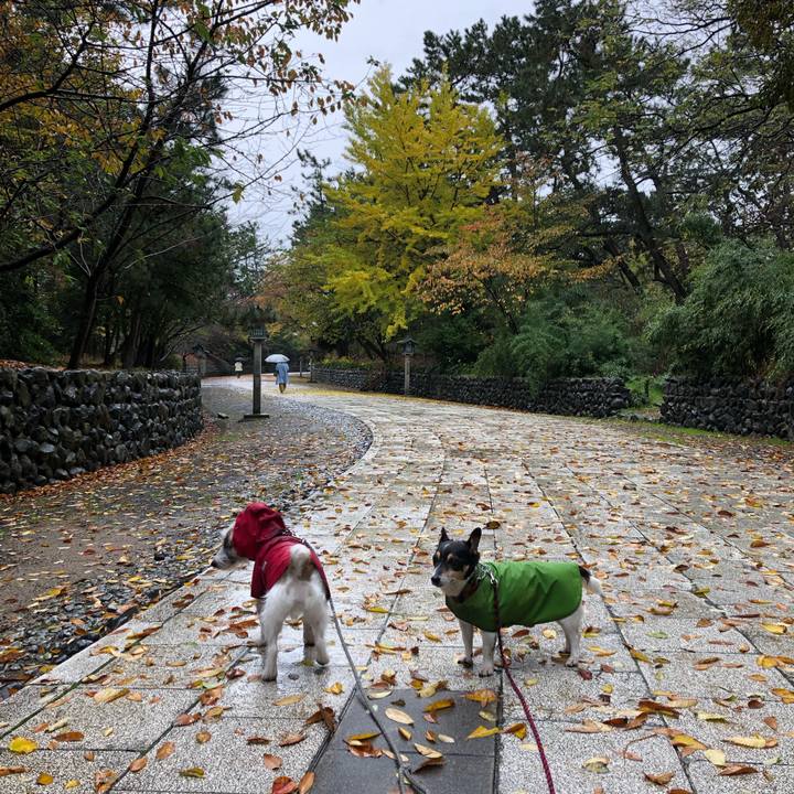 1de390a6 8fc2 47f0 b8c9 da02928e25f5 1542419465696