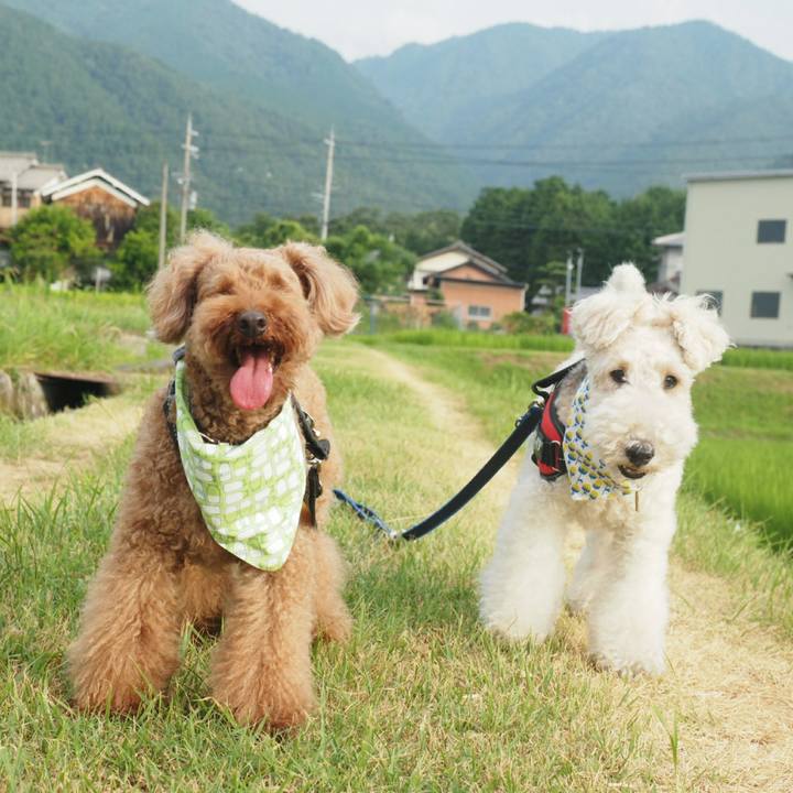 1de4cabf f777 4979 a844 8ef687c81a21 1532745089828