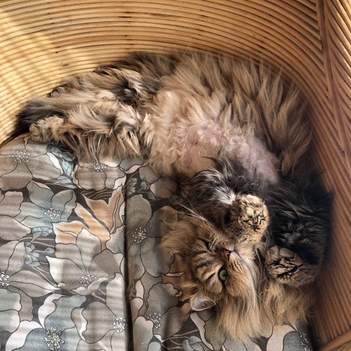 1de5e8c7 1dec 4c3e af76 59a3e3e252bf 1581135733230