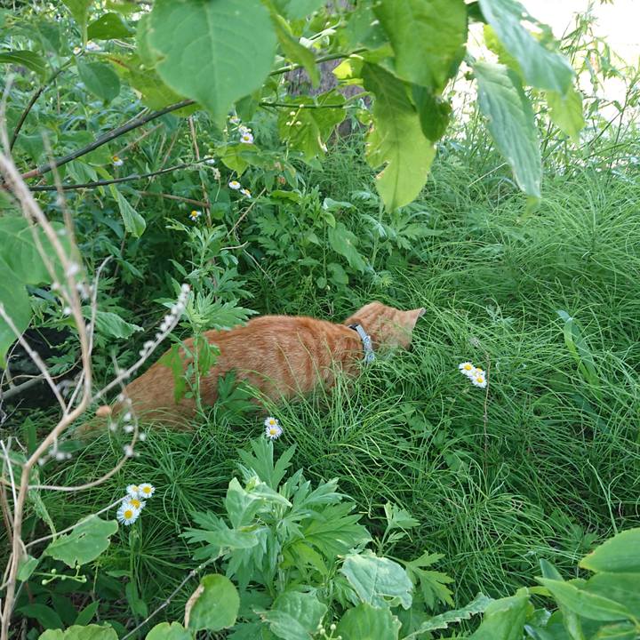 1deaf93a df55 45ba 9c18 c07c5c33e332 1590891973620