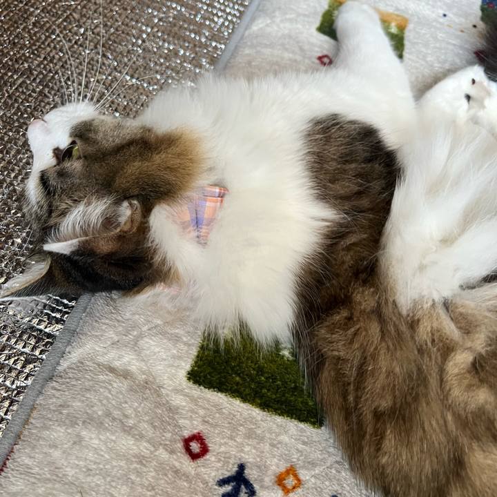 1debb5e0 37ed 4d3f bab7 ddc6f98597fe 1773017503654