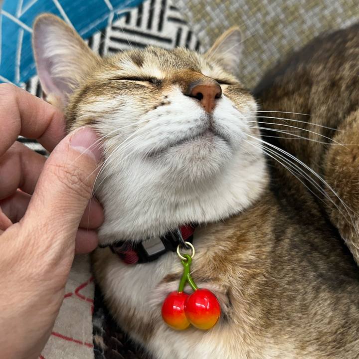 1ded2dba 53a0 480a 8ff7 31bd4ef6fdf5 1772668689382