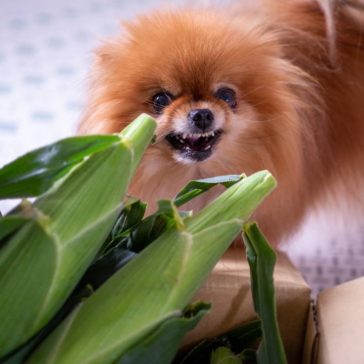 1dee0c0a a651 4807 bbcf bd35a1067c2e 1593054882448