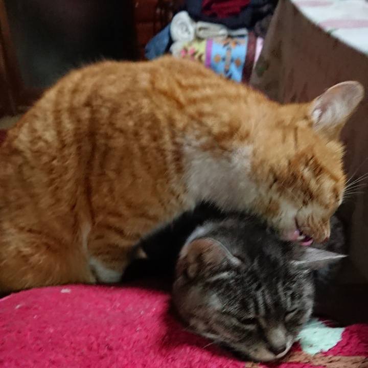 1dee7e9f 2af3 4312 be1a f2d214680777 1550815463873