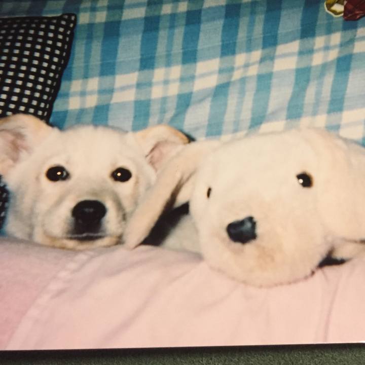 1dee7eaf 46a9 4956 88e7 d63a50478315 1515763400647