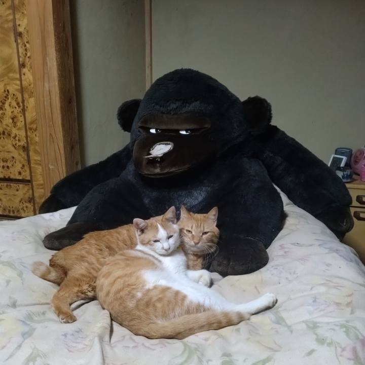 1def8556 cd99 4dab 88a6 a01927ebe4c7 1739958822131