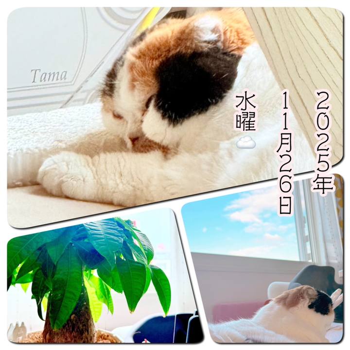 1df59819 3b4a 4041 a68a 0626de68e232 1764129033686