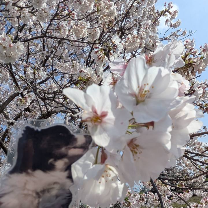 1dfa5661 33fd 48a9 9d1b e6b9a94b49bd 1775354381674