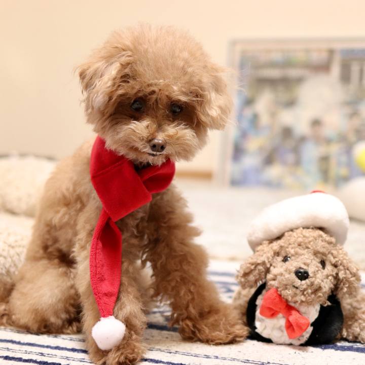 1dfcdeb7 fb6b 4c4e 827a 72f74b5244a2 1577278657255