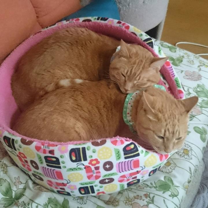 1dffedeb f450 4b76 82a8 d7018120ef6a 1524004483935