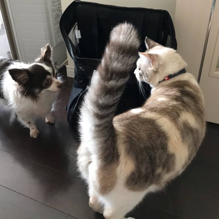 1e03591b aed3 41cc 8f31 b08e0a415129 1542442418929