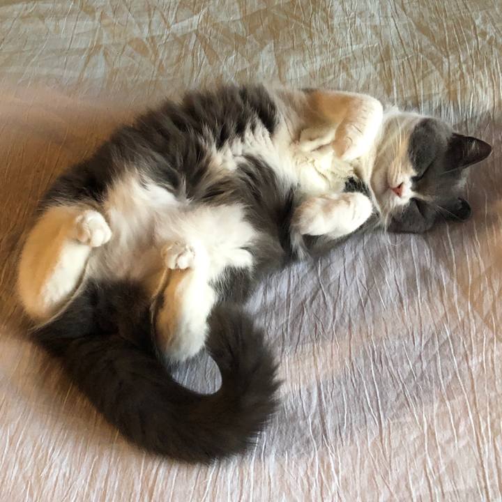 1e08846a fbca 4532 abf1 8651026f1b77 1596602238095