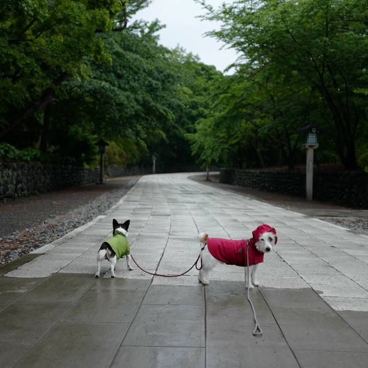 1e0c3231 cd37 48e8 b90b b9f270edfc66 1526534124805