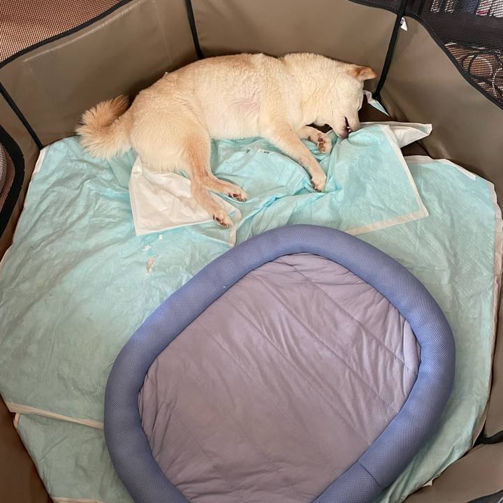 1e0ef2dd 8d2d 4acb a035 ec9d0003ebcb 1656482894236