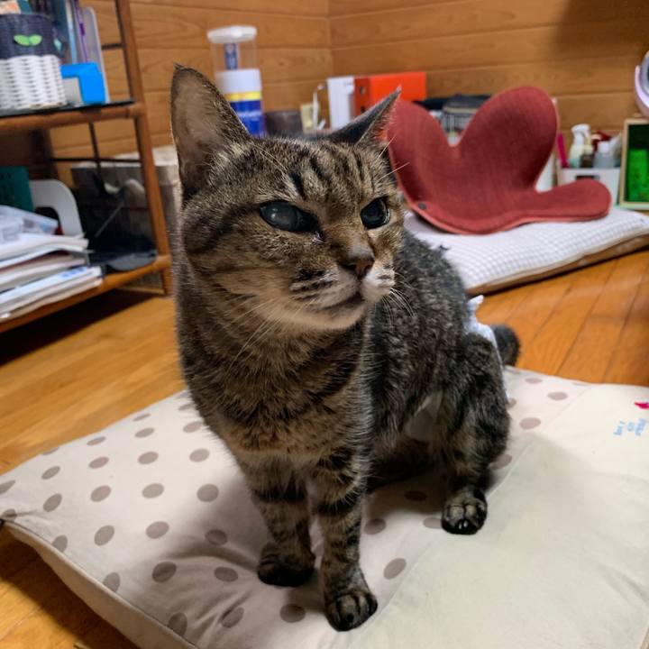 1e0fd1dc a908 47da aac9 4b886027129c 1561197467758