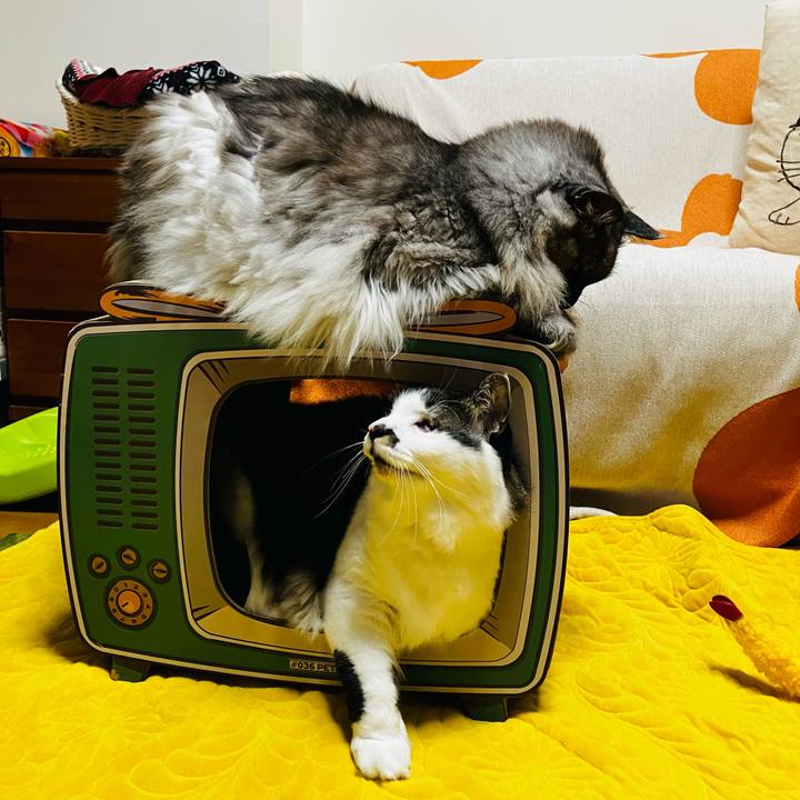 1e10c76d 9115 4551 b653 ed391d50a6dd 1736288669972