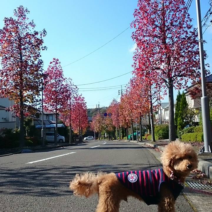 1e13cf90 2e6a 43c5 b94a 85d41474923d 1509756656092