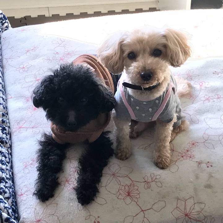 1e151dd0 c18d 4495 aa87 25491932ecce 1523313797733