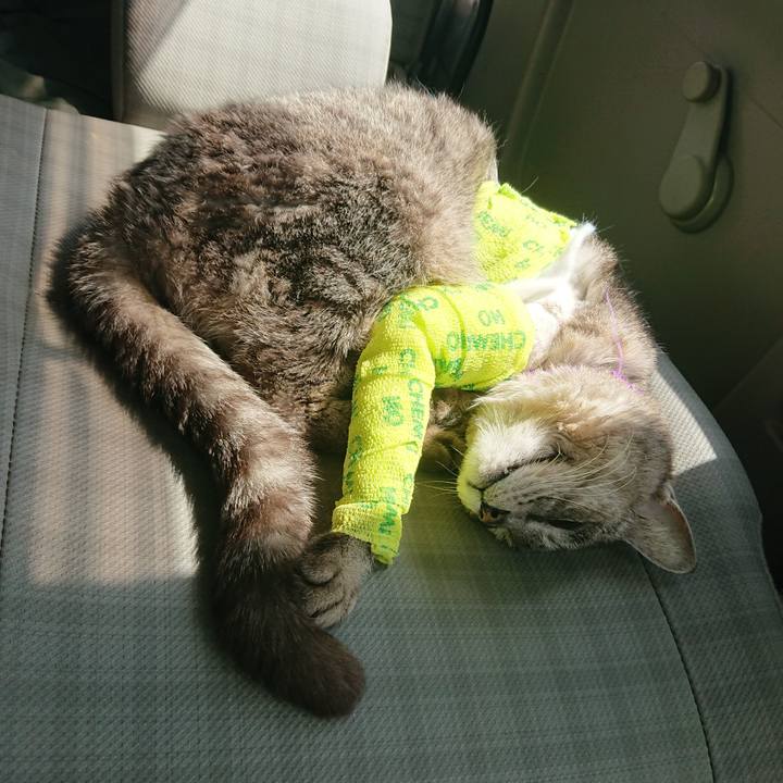 1e1695e8 6a1c 4ddf b05e 1aad9eaab12a 1586399982863