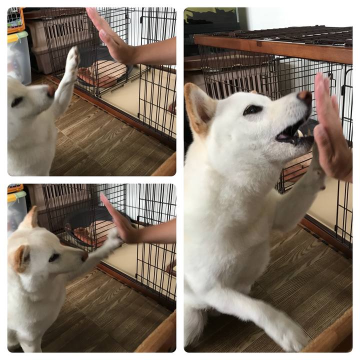 1e195090 9904 4c80 876f f308338193c7 1529563486743